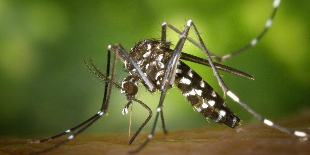 dengue.jpg