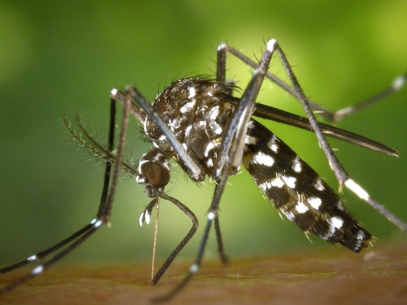 dengue.jpg