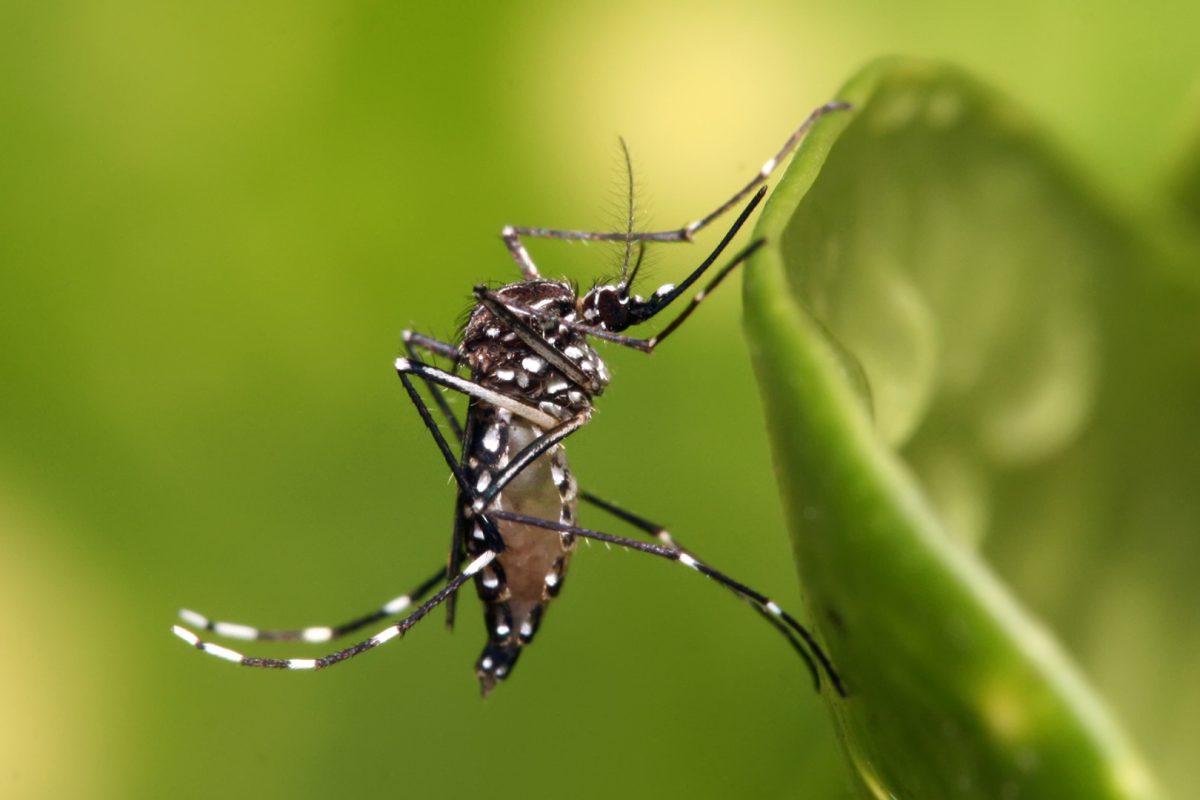 dengue.jpg