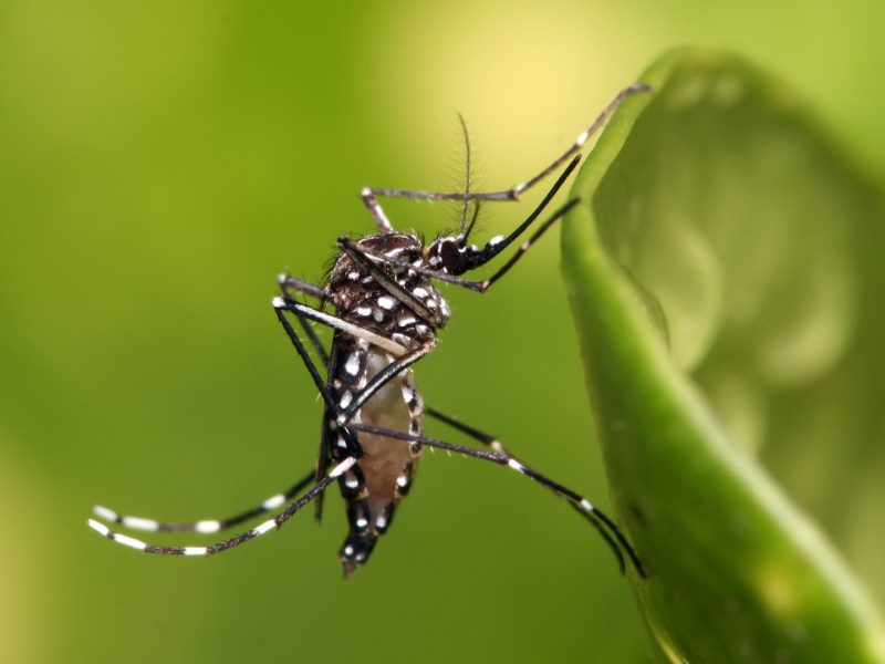 dengue.jpg