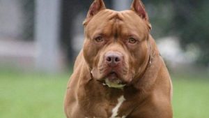 PITBULL.jpg