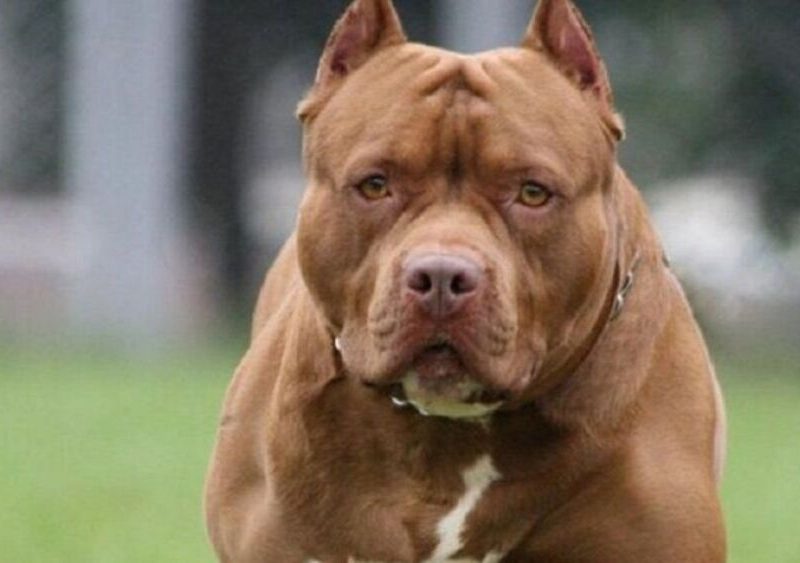 PITBULL.jpg