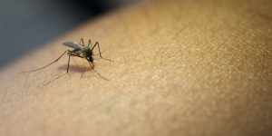 dengue.png
