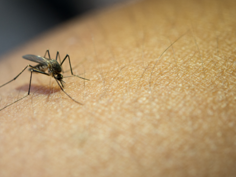 dengue.png