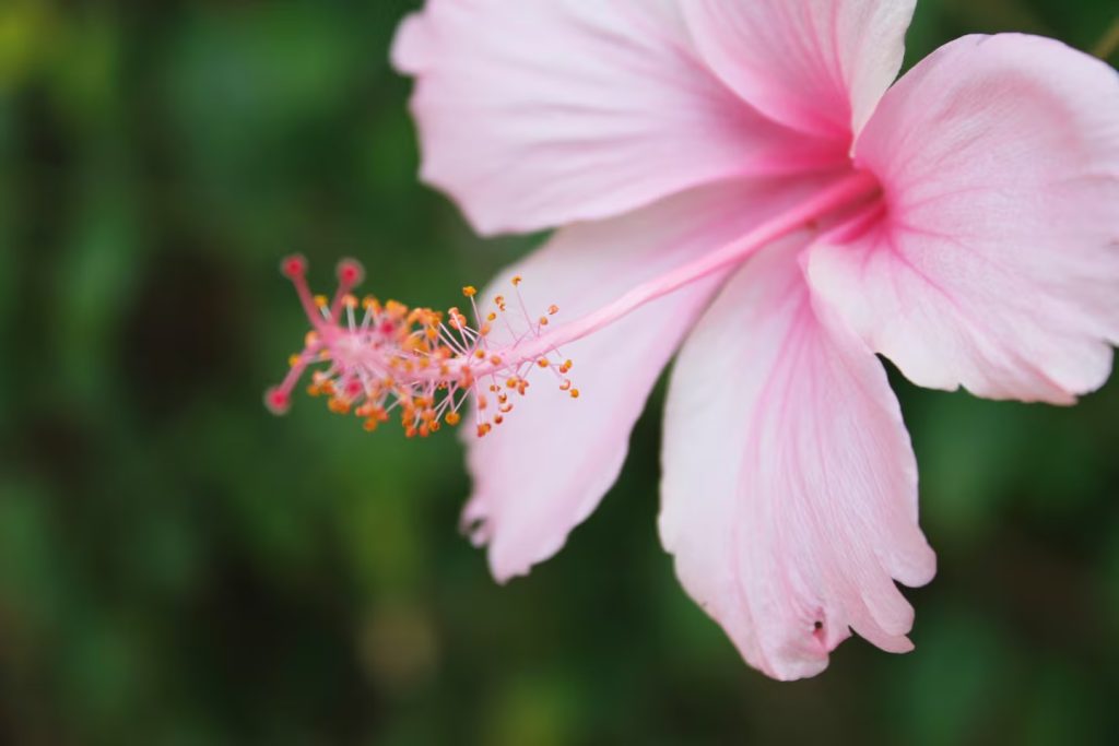 ROSA CHINA.jpg