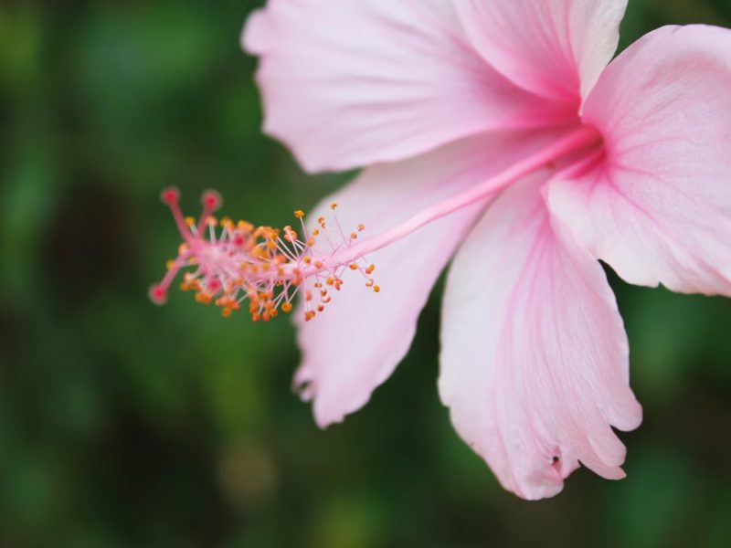 ROSA CHINA.jpg
