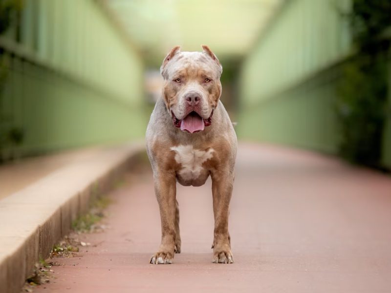 PITBULL.jpg