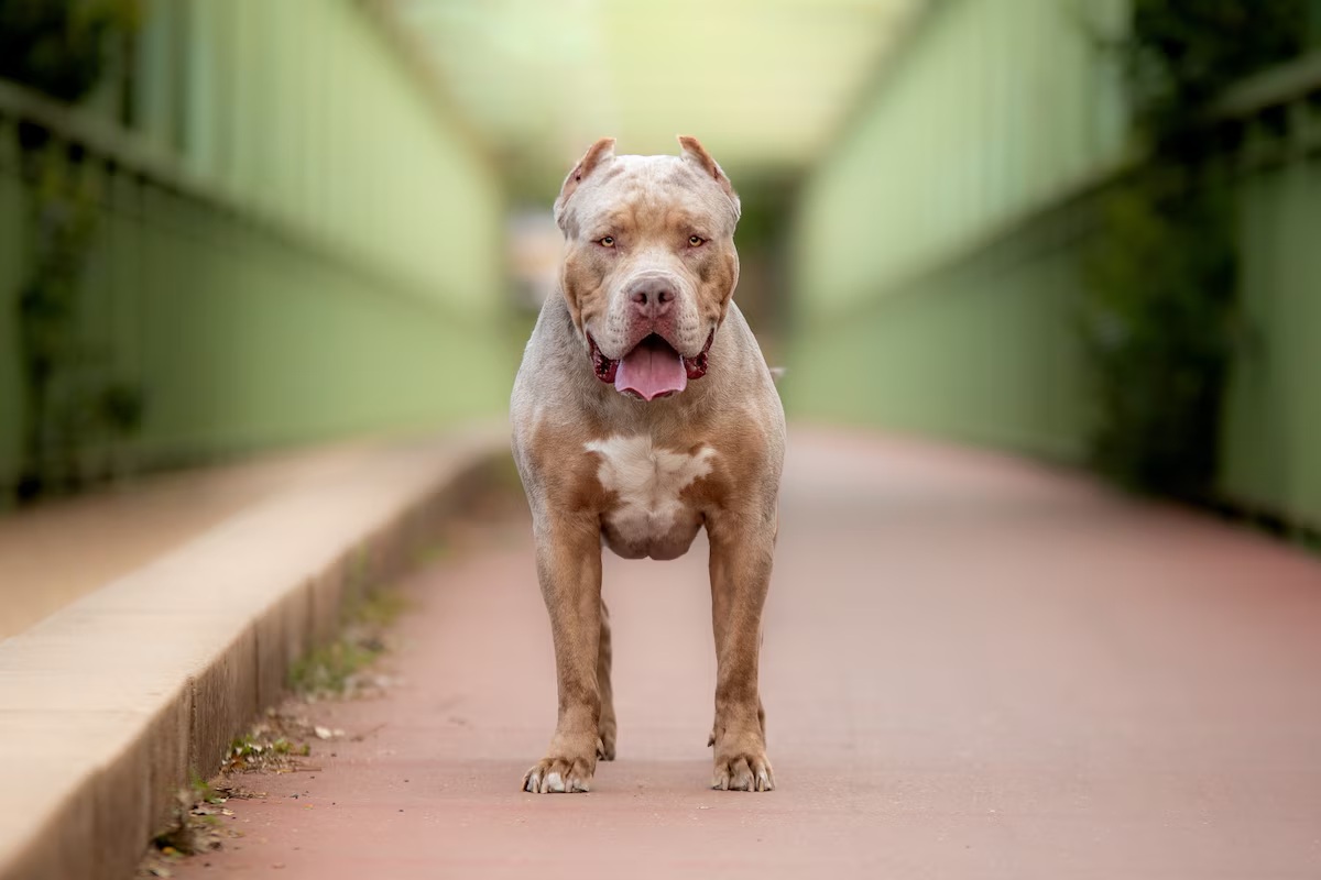 PITBULL.jpg