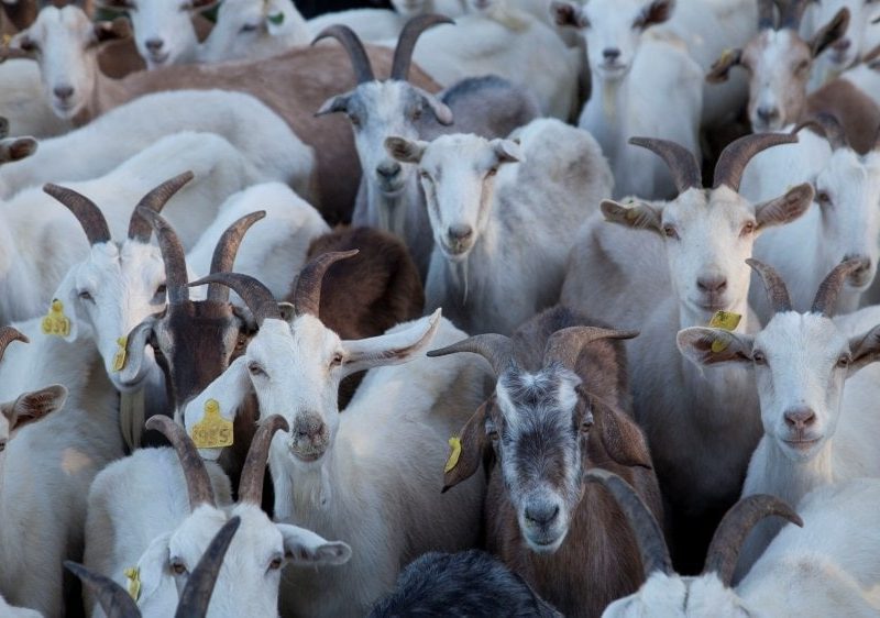 CABRASD.jpg