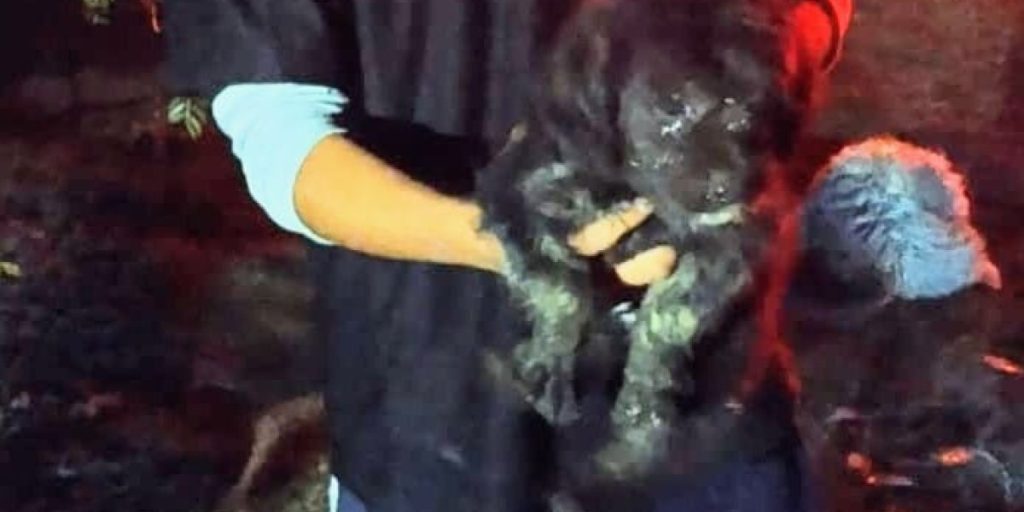 cachorrito.jpeg