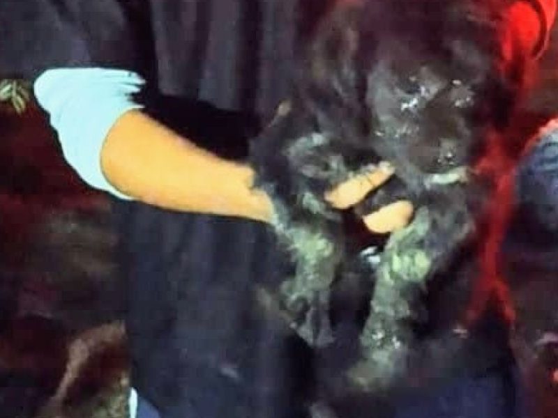 cachorrito.jpeg