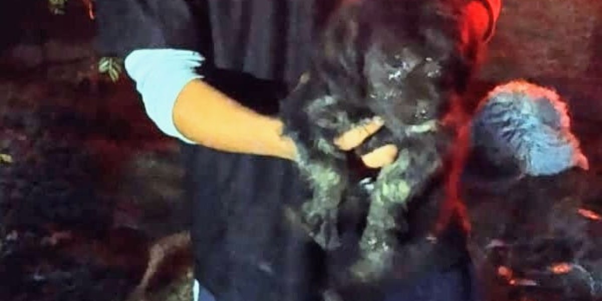 cachorrito.jpeg