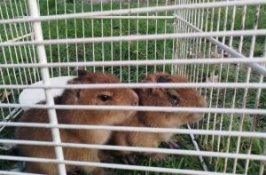 capibara.JPG
