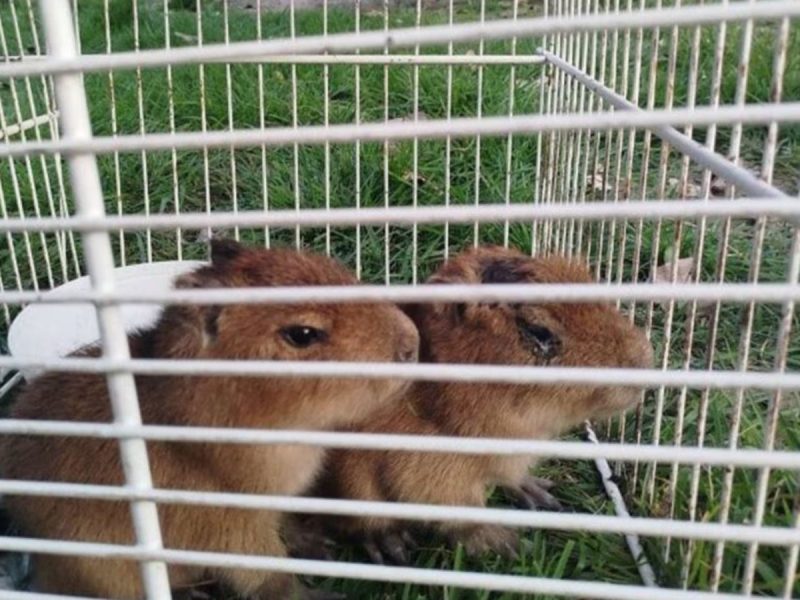 capibara.JPG