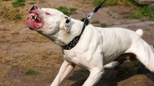 pittbull.jpg
