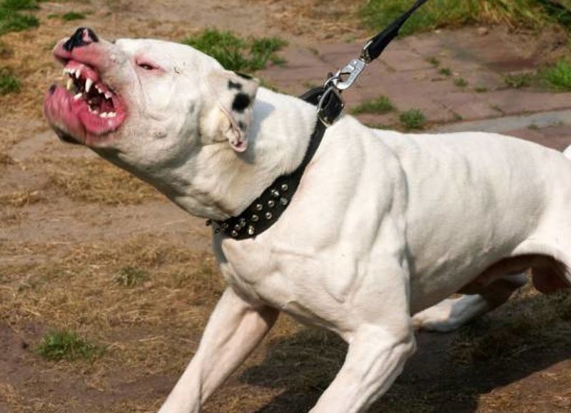 pittbull.jpg