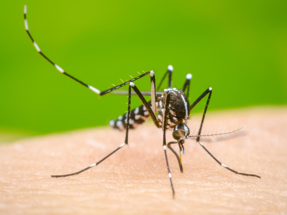 Dengue_share.jpg