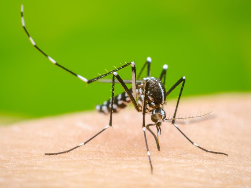 Dengue_share.jpg
