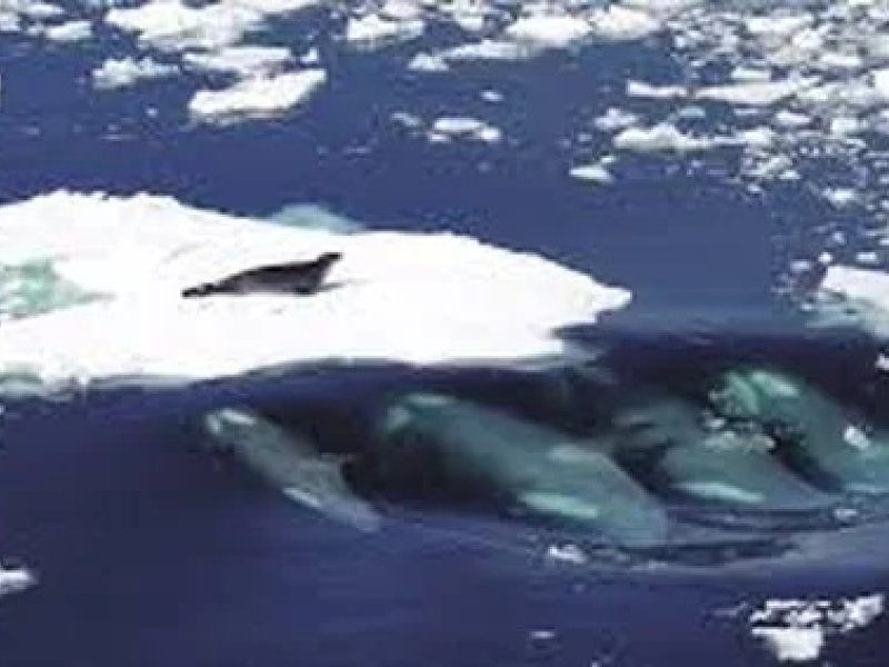 ISLAS MALVINAS.jpg