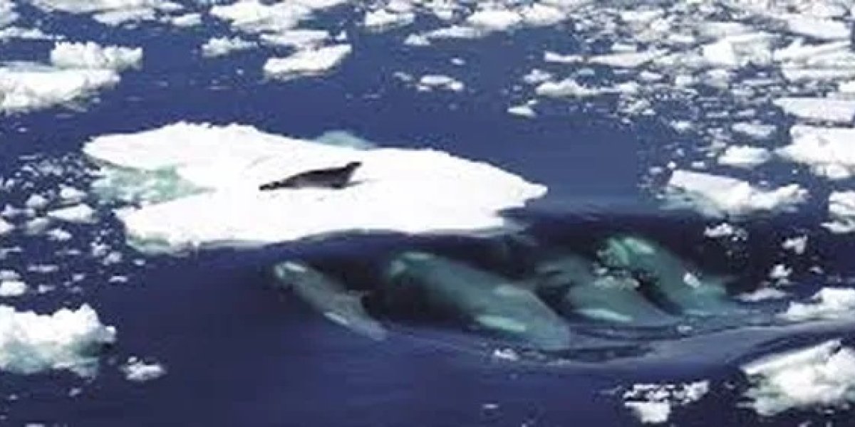 ISLAS MALVINAS.jpg