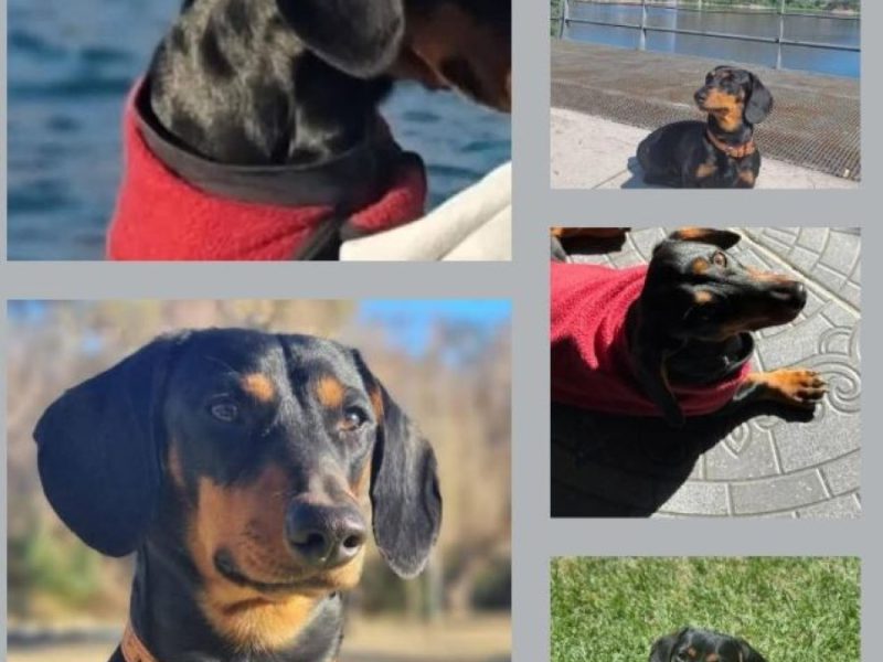perrito perdido.JPG