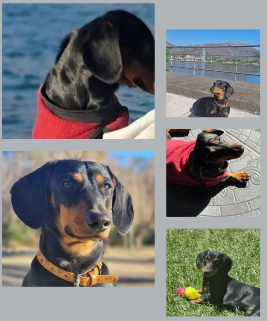 perrito perdido.JPG