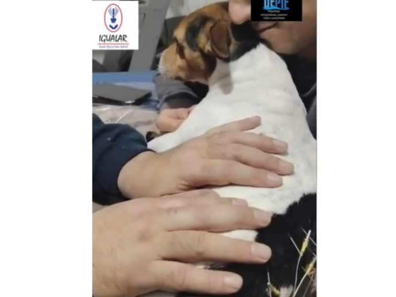 cap de video perrito.JPG