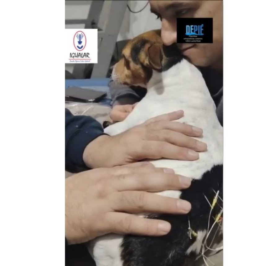 cap de video perrito.JPG