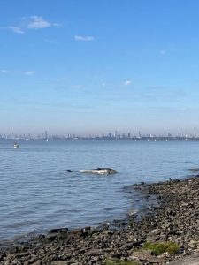 BALLENA.jpg