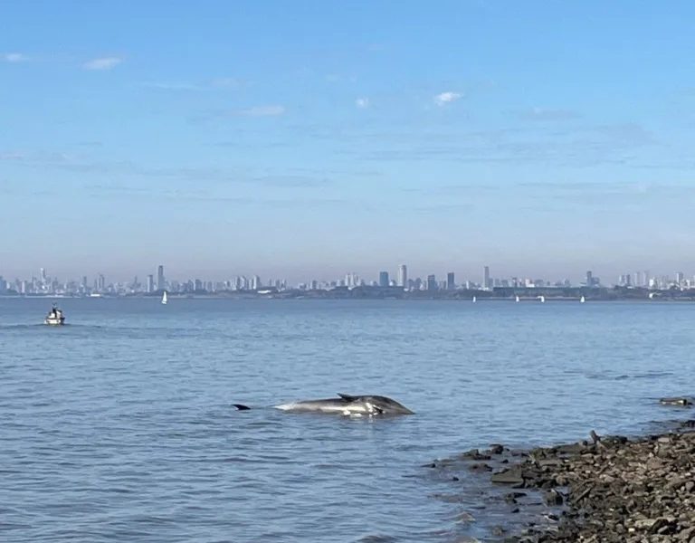 BALLENA.jpg