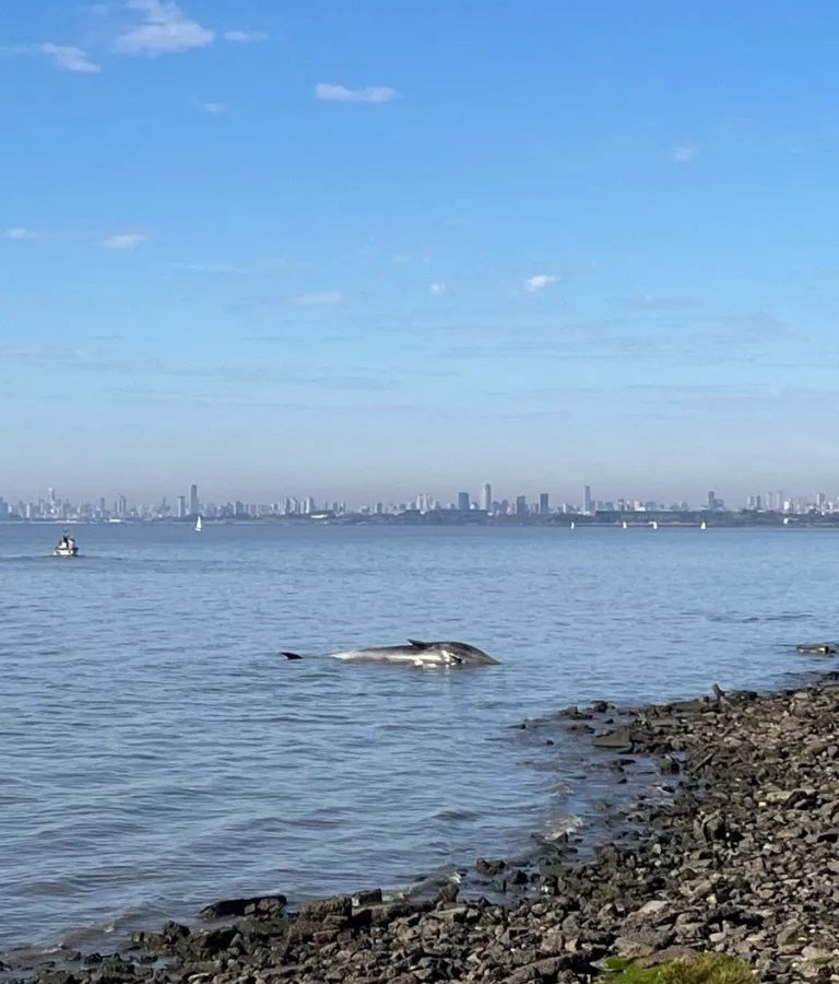 BALLENA.jpg