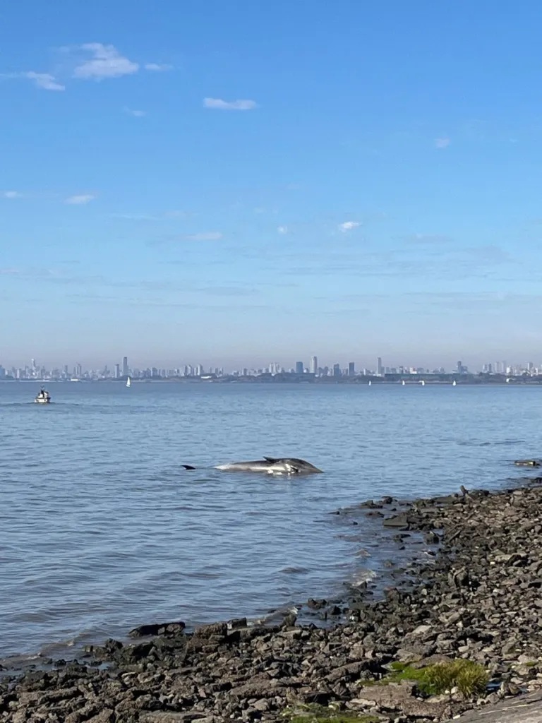 BALLENA.jpg