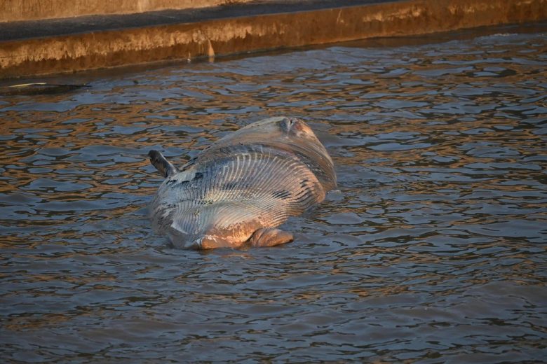 ballena.jpg