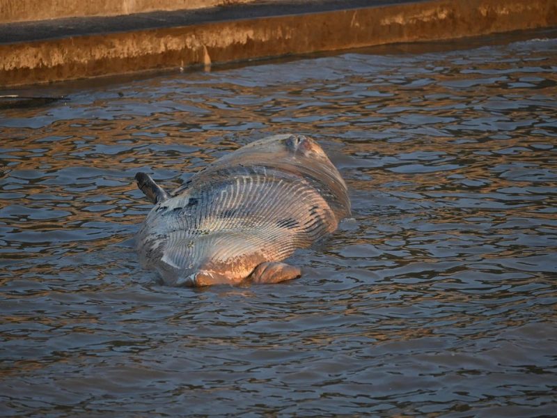 ballena.jpg
