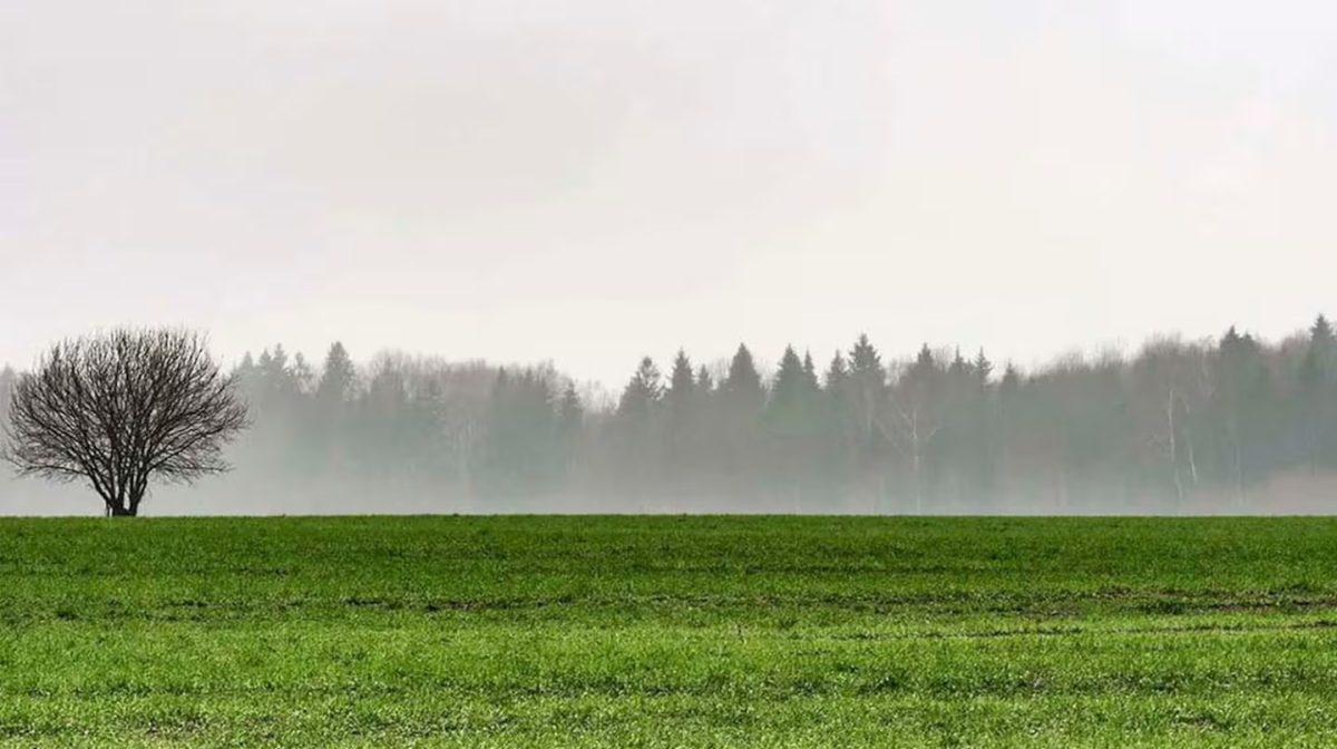 AGROCAMPO- SOJA.jpg