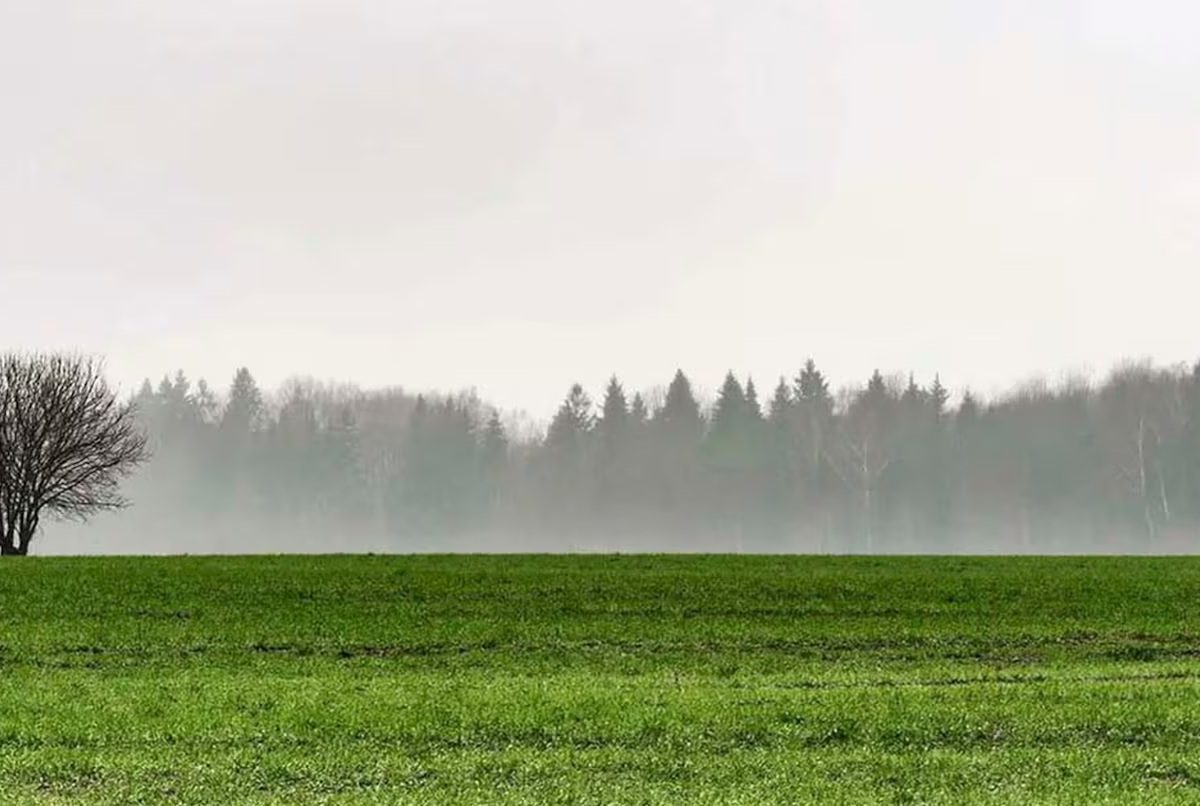 AGROCAMPO- SOJA.jpg