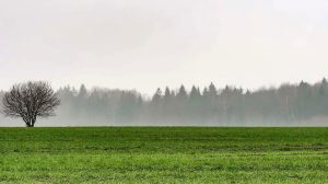 AGROCAMPO- SOJA.jpg