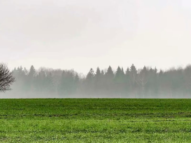 AGROCAMPO- SOJA.jpg