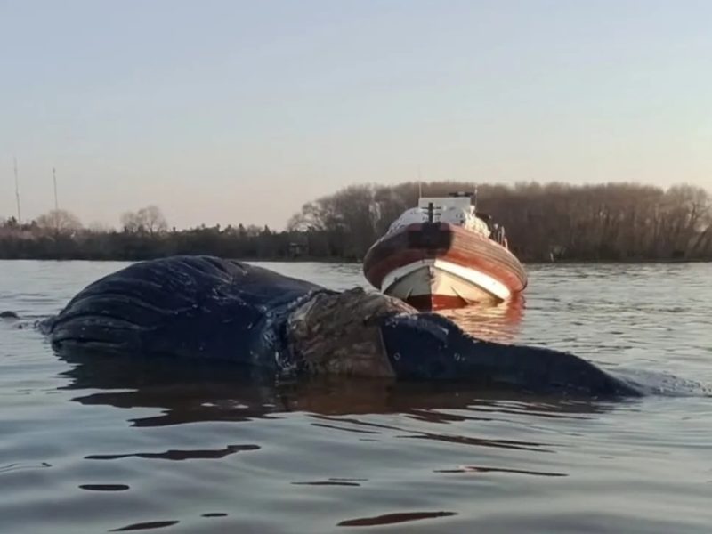 BALLENA.jpg
