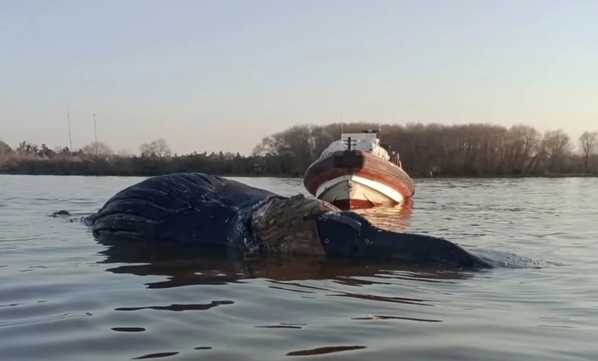 BALLENA.jpg
