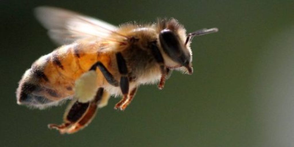 abeja-nativa-500x412.jpg