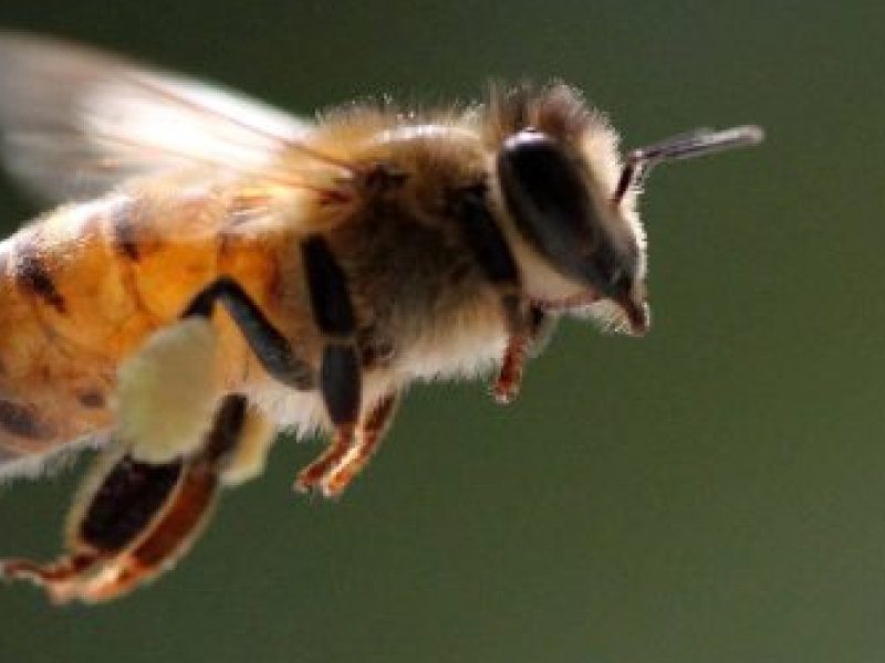 abeja-nativa-500x412.jpg
