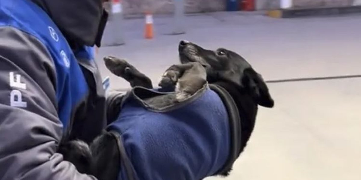 perrito viral.JPG