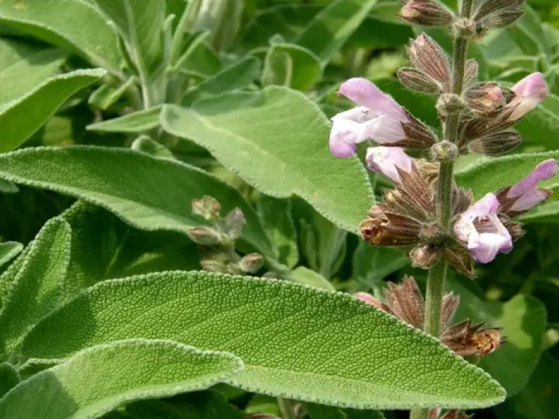 La-salvia-una-planta-milenaria-puede-ayudar-a-tratar-a-pacientes-con-Alzheimer.png