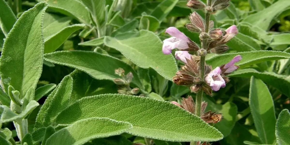 La-salvia-una-planta-milenaria-puede-ayudar-a-tratar-a-pacientes-con-Alzheimer.png