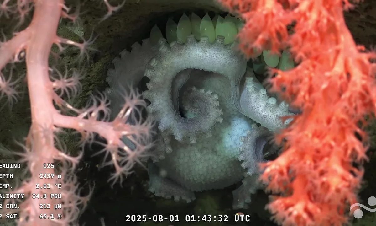 PULPO.jpg