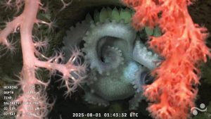 PULPO.jpg