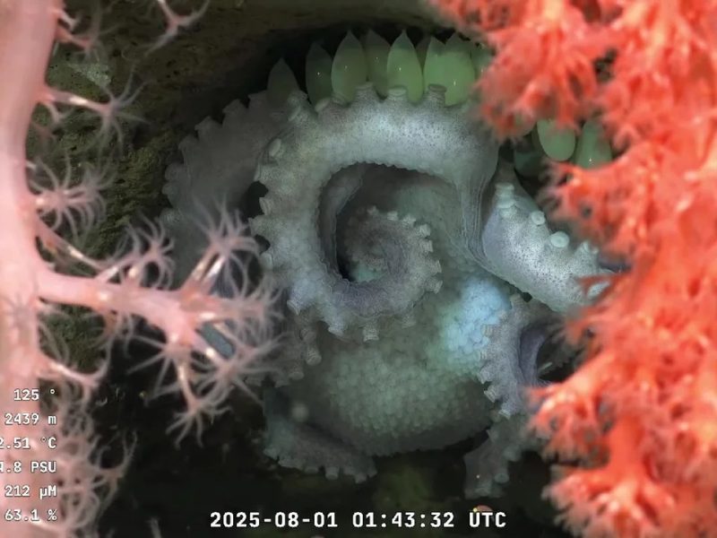 PULPO.jpg
