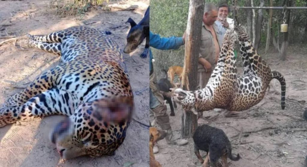 yaguareté- muerte.JPG