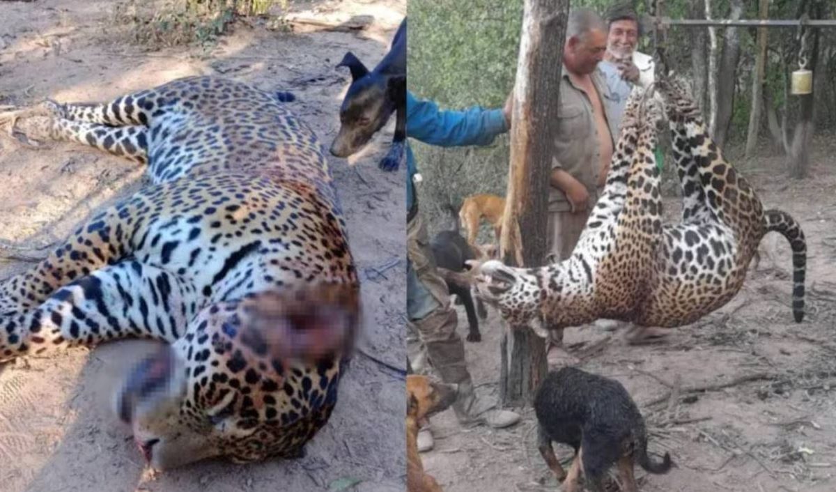 yaguareté- muerte.JPG
